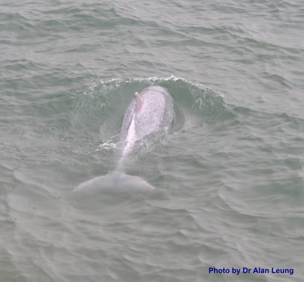 Unlock the puzzle: an Environmental Conservation Studies student sharing  his experience on cetacean stranding investigation 解開謎團: 一位環境保育學同學參與鯨 豚擱淺調查的經驗分享-