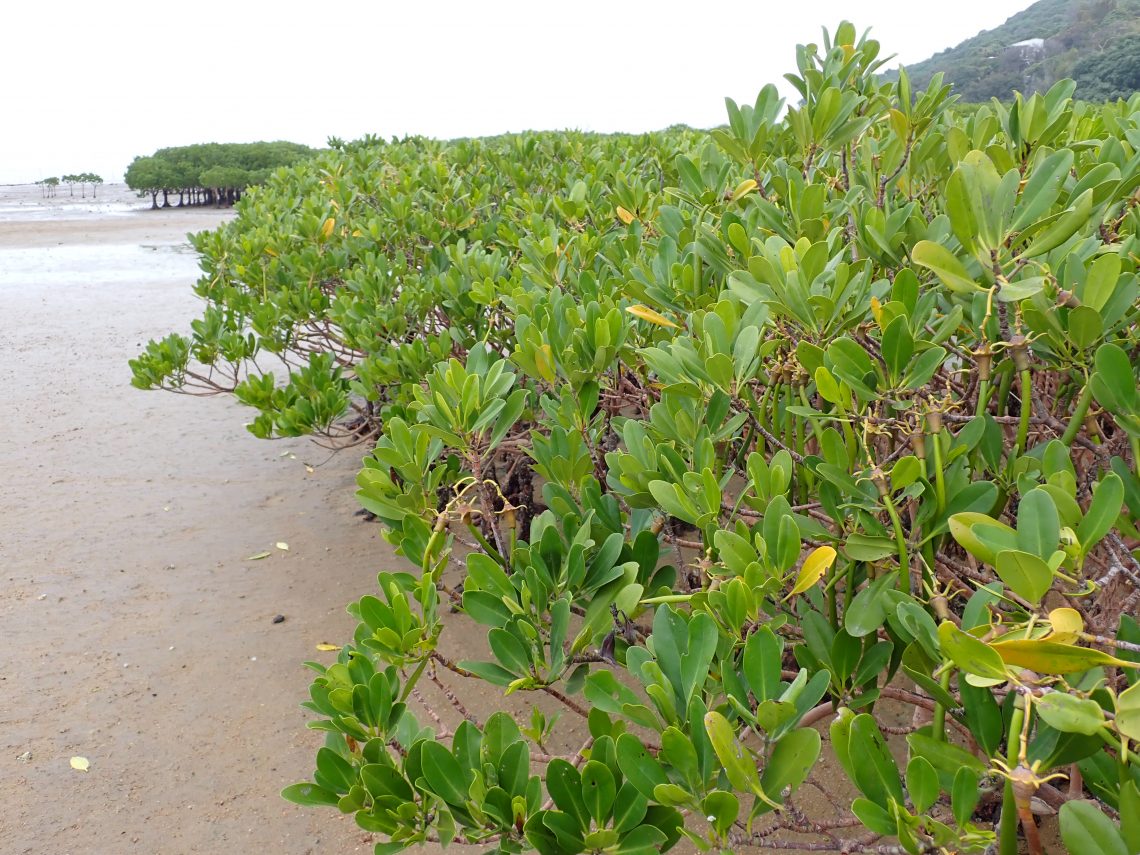 Kandelia obovata is commonly found at Ting Kok, Tai Po. 秋茄樹 (Kandelia obovata) 常見於大埔汀角。