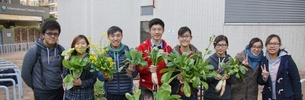 Harvesting in the CIE Organic Farm