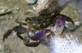 Students conducting biodiversity survey, this is a Metapograpsus spp.