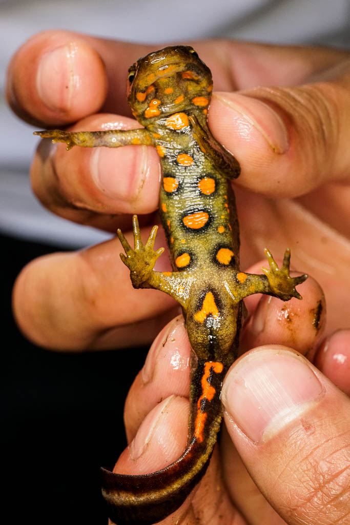 Every <span style='font-style: italic'>Paramesotriton hongkongensis</span> has an individual markings on their underbelly, like a fingerprint.