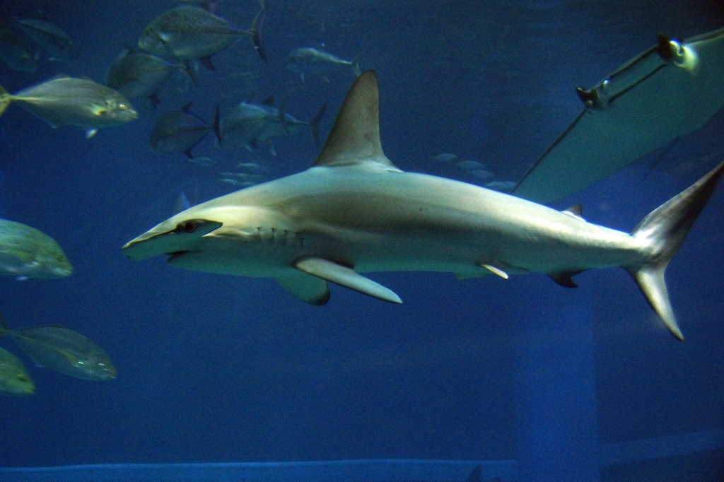 During the visit, students learn about difference species of marine animals.