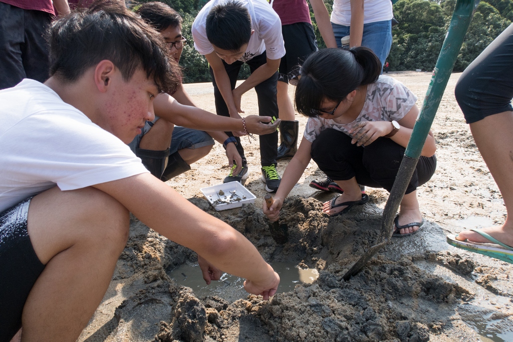 在海星湾里同学观察到海边生物的不同形态。