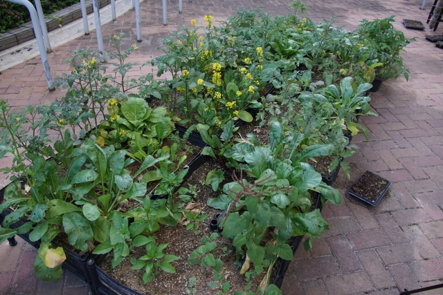 The CIE organic farm after two months’ time.