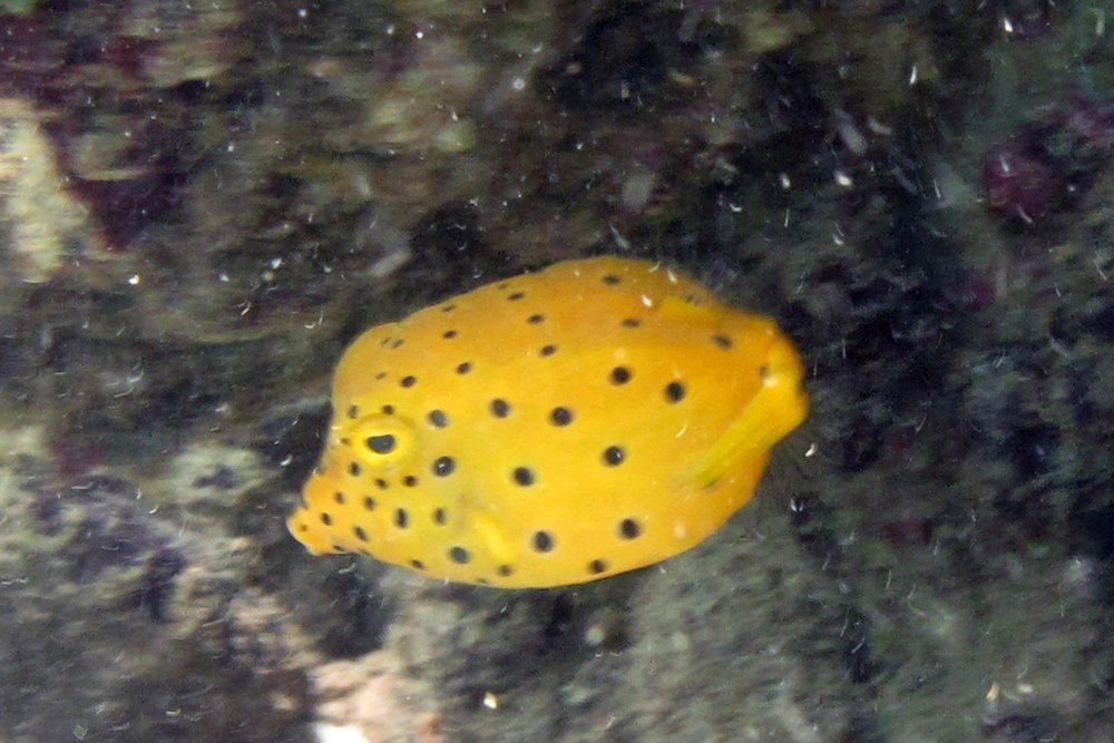 An Ostracion cubicus found underwater