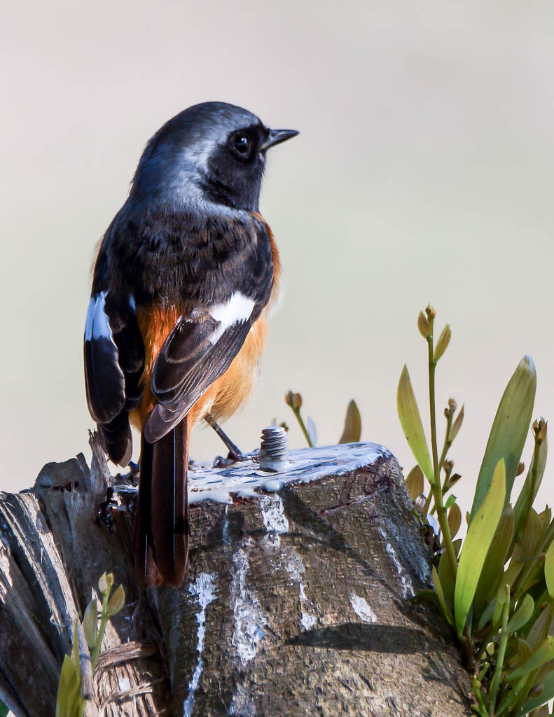A winter migrant visiting Hong Kong, the <span style='font-style: italic'>Daurian Redstart - Phoenicurus auroreus</span>（黃尾鴝）.
