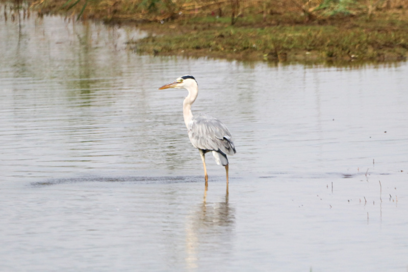 是次參觀讓同學深入了解了米埔濕地的生物多樣性及其生態系統的重要性，提升他們對環保的意識。