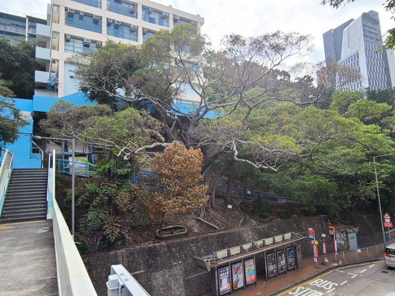 政府部门积极保育石墙上的古树名木, 以及在不同市区位置增加绿化面积, 提升城市的宜居度 (liveability), 期望达到可持续发展城市的目标。