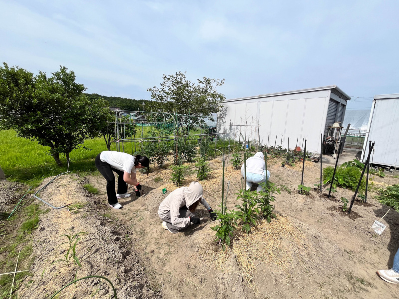 Students took place in farming activities during their rural homestay in Nara.