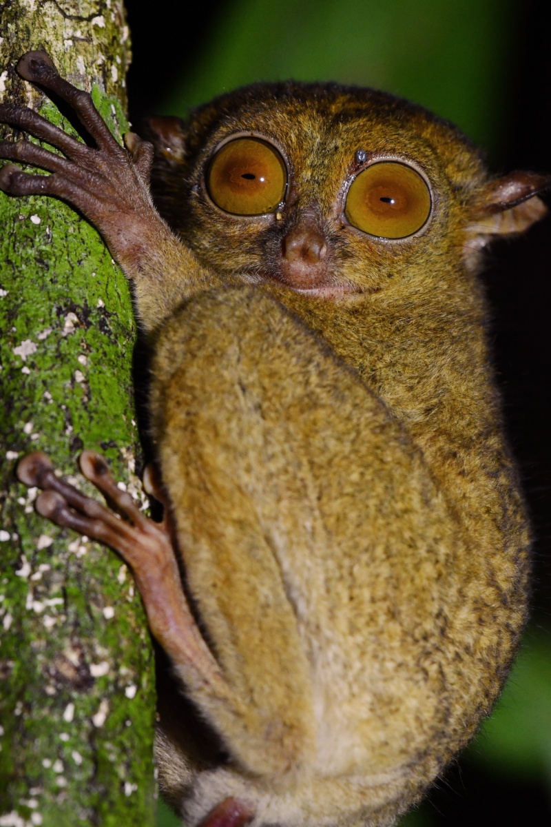 西部眼鏡猴（Cephalopachus bancanus）是世界上最細小的猴子之一。由於棲息地的喪失以及被非法捕獵作寵物交易，牠們正面臨滅絕危機。(照片由梁士倫博士於婆羅洲拍攝)