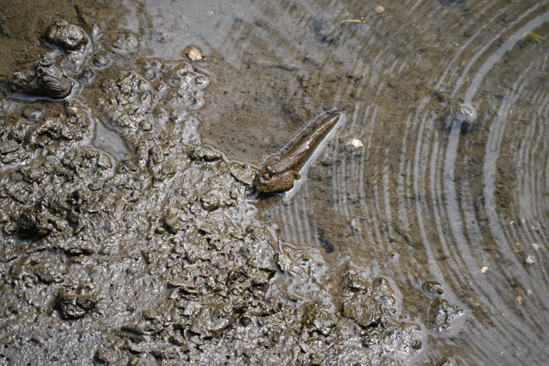 Gold-spotted Mudskipper (Periophthalmus chrysospilos)