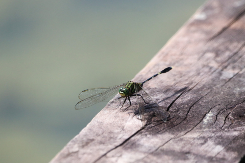 國際學院同學參與世界自然基金會香港分會 ―《自然之道生活節 - 智在自然》