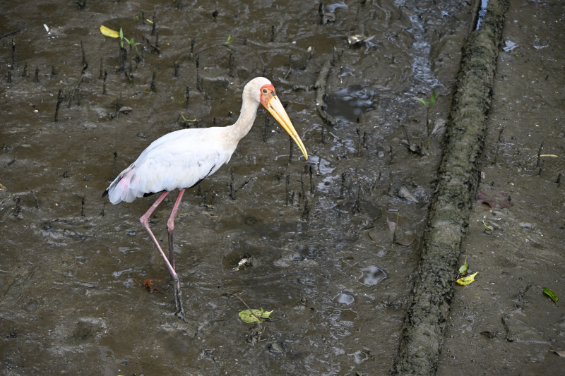 Milky stork (Mycteria cinerea)